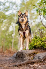 Huskymix im Wald