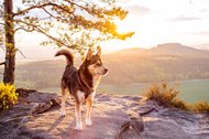 Huskymix im Sonnenaufgang in den Bergen