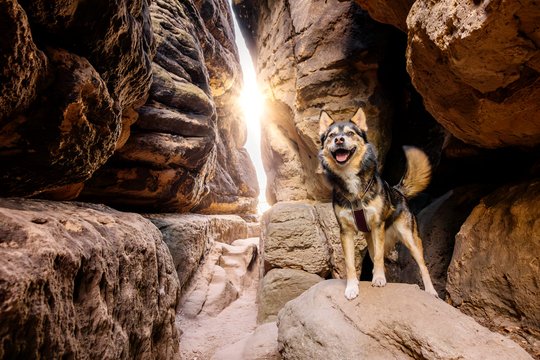 Huskymix in Lichtdurchfluteter Felsspalte