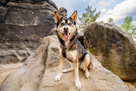 Huskymischling sitzt auf Felsen