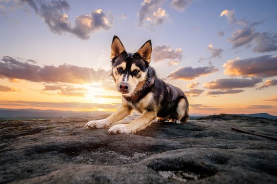 Husky Mischling im Weitwinkelporträt