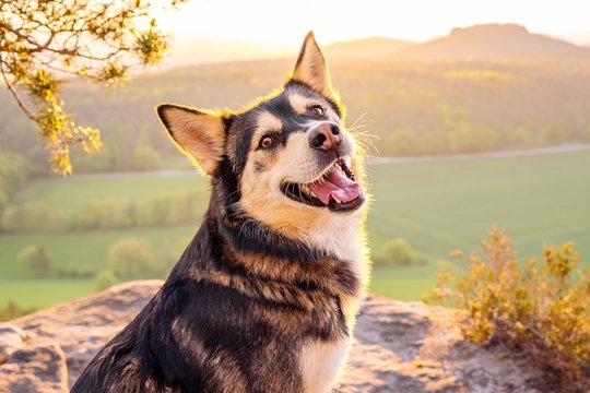 Huskymix Porträt