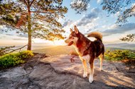 Husky Mischling auf Berg im Morgenlicht