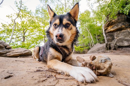Huskymischling liegt im Spielzeug