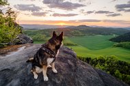 Husky Mischling blickt in die Ferne