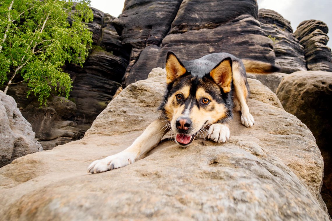 Huskymischling liegt auf Felsen