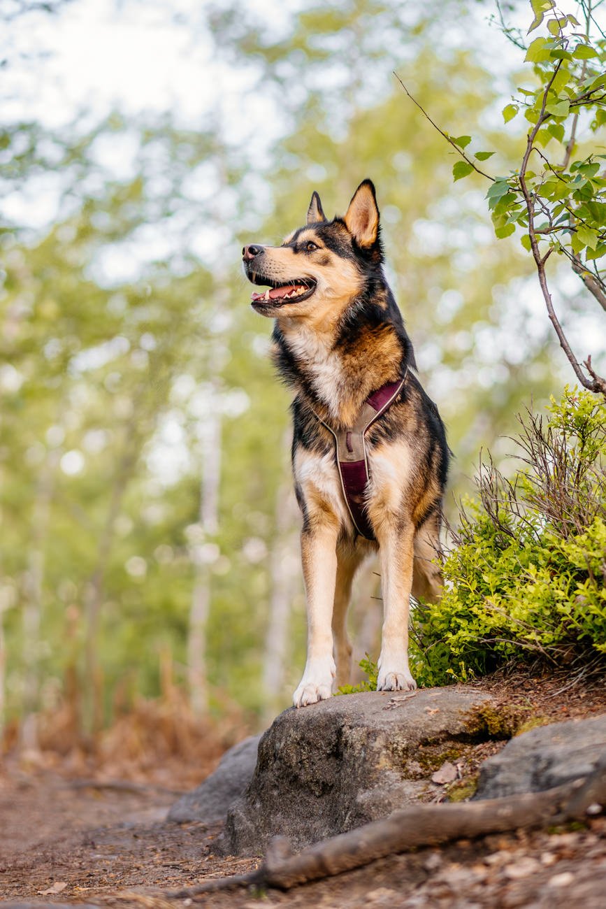 Huskymix im Wald