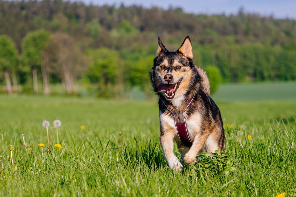 Huskymix rennt über Wiese