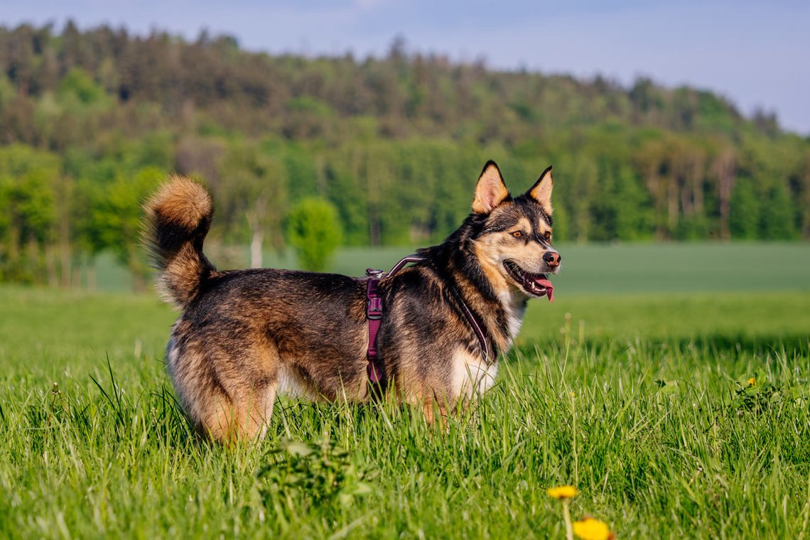 Huskymix rennt über Wiese