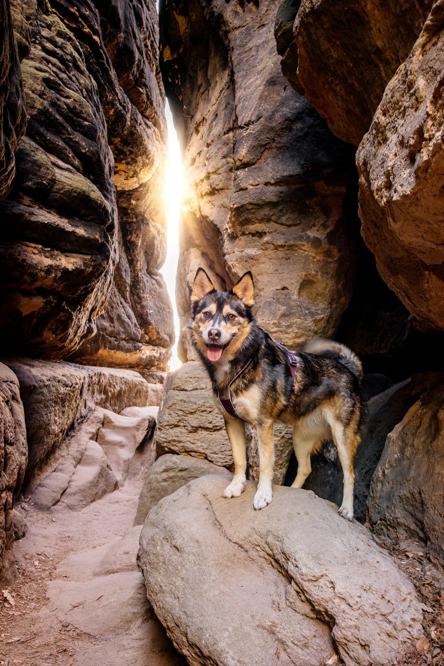 Huskymix in Lichtdurchfluteter Felsspalte