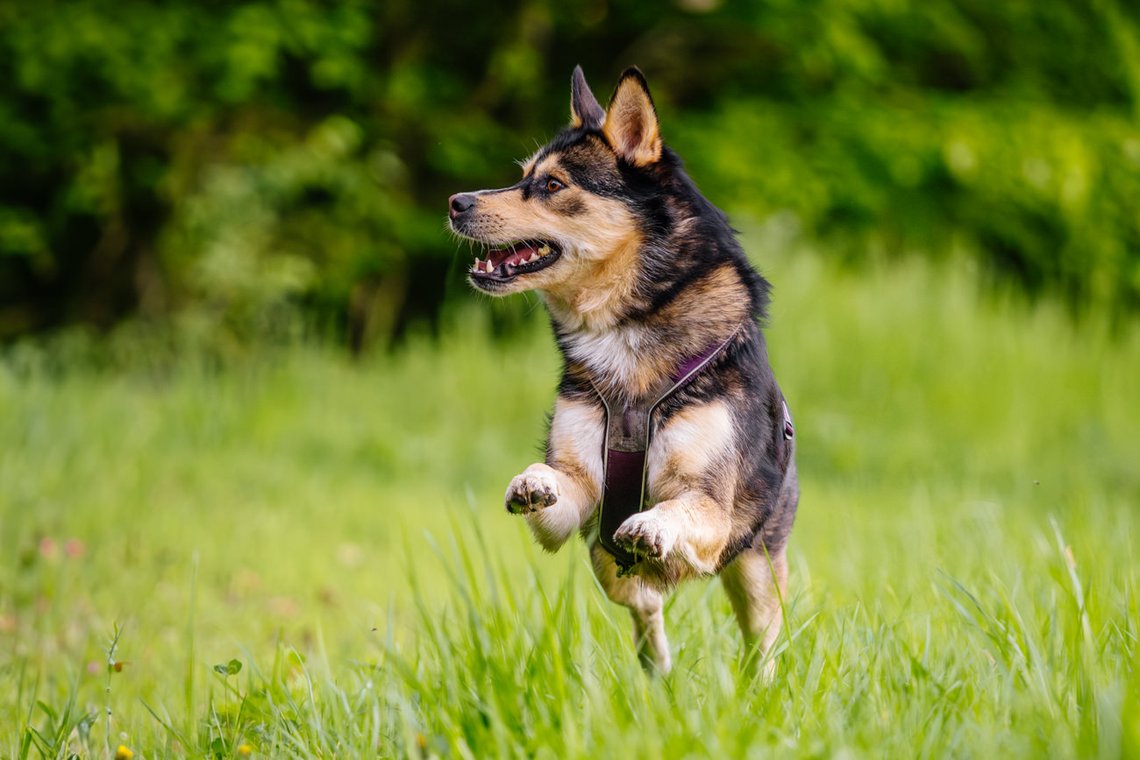Huskymix rennt über Wiese
