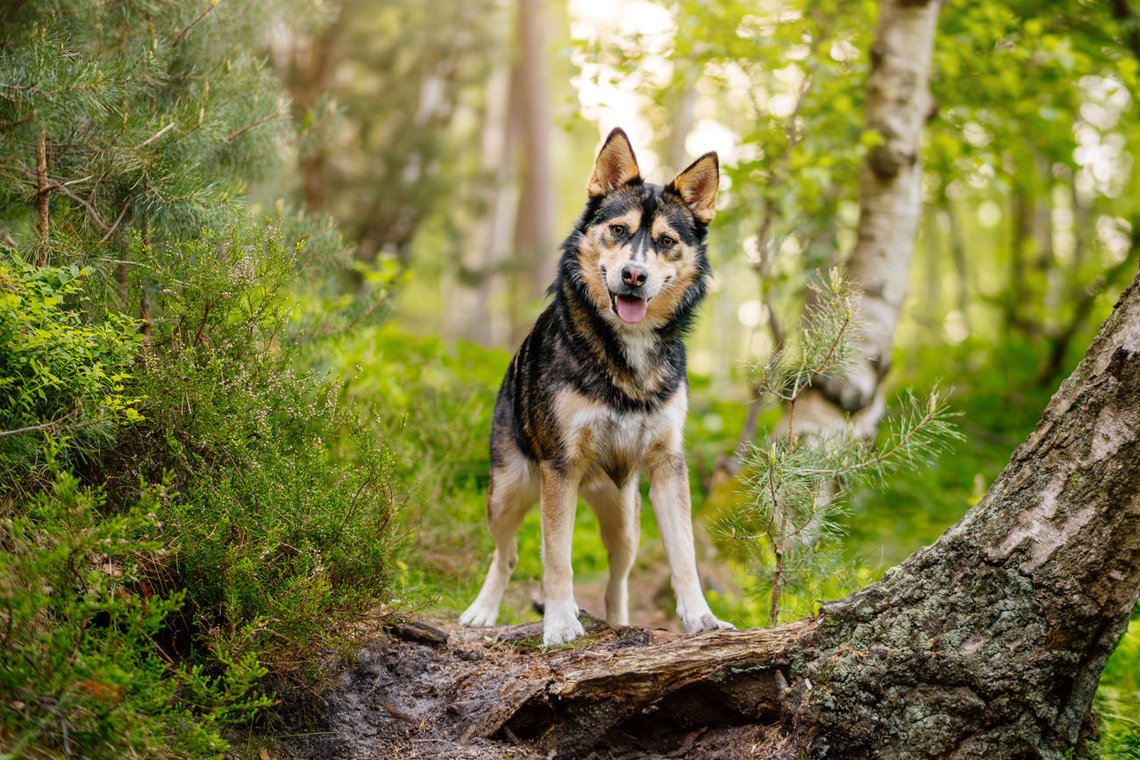 Huskymix im Wald