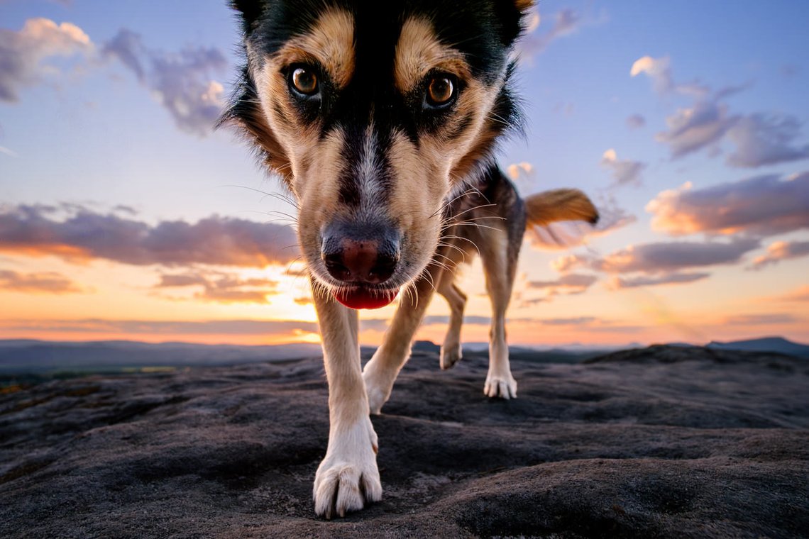 lustiges Portät von Husky Mischling