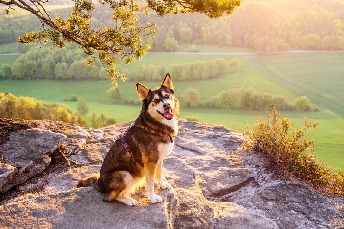 Huskymischling im Sonnenaufgang in den Bergen
