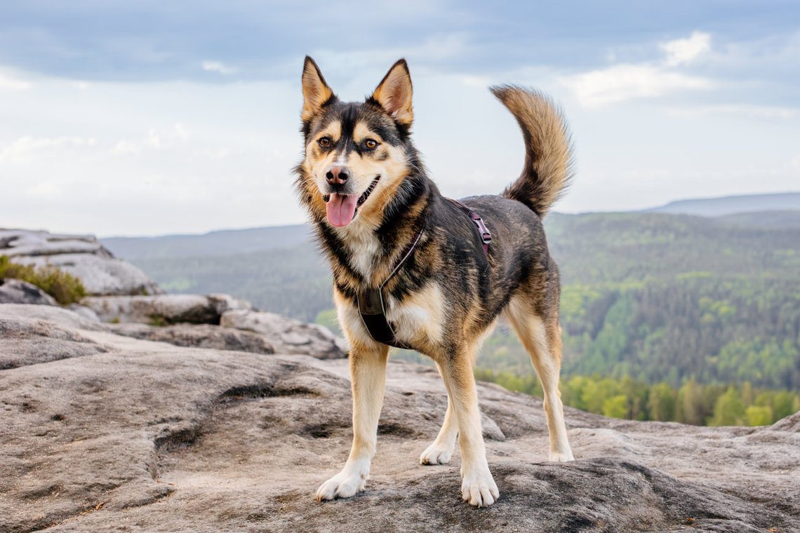 Huskymix auf Berggipfel