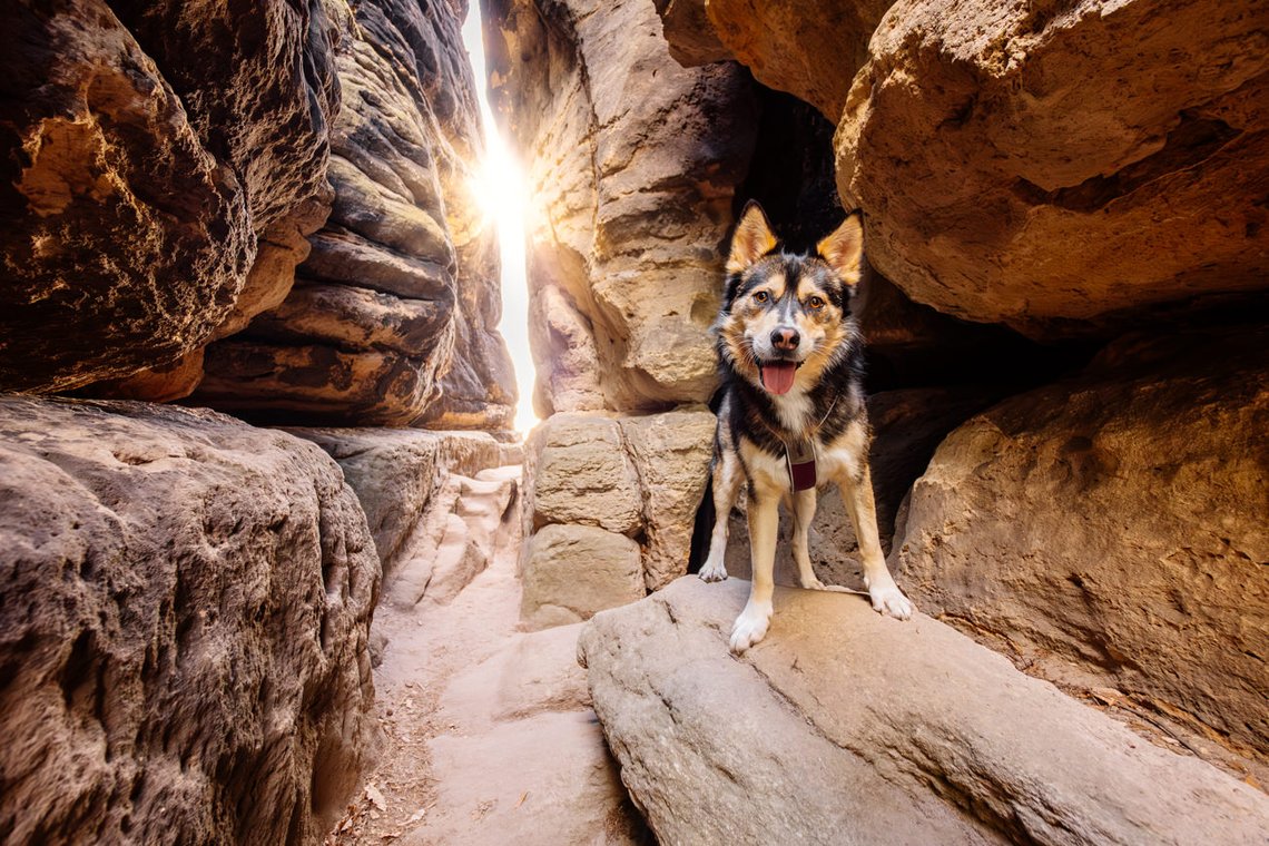 Huskymix in Lichtdurchfluteter Felsspalte