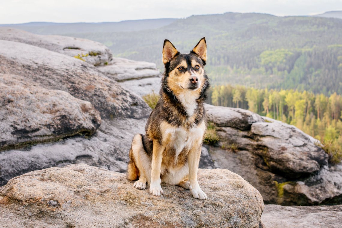 Huskymix auf Berggipfel