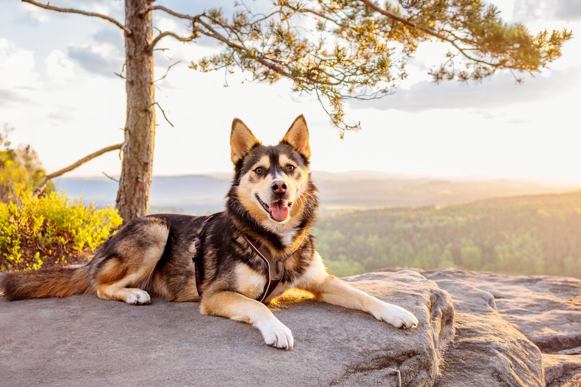 Huskymischling liegt auf einem Gipfel im Morgenlicht