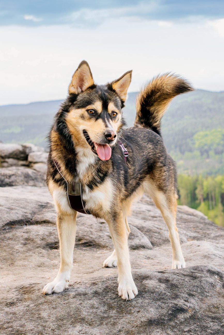 Huskymix auf Berggipfel