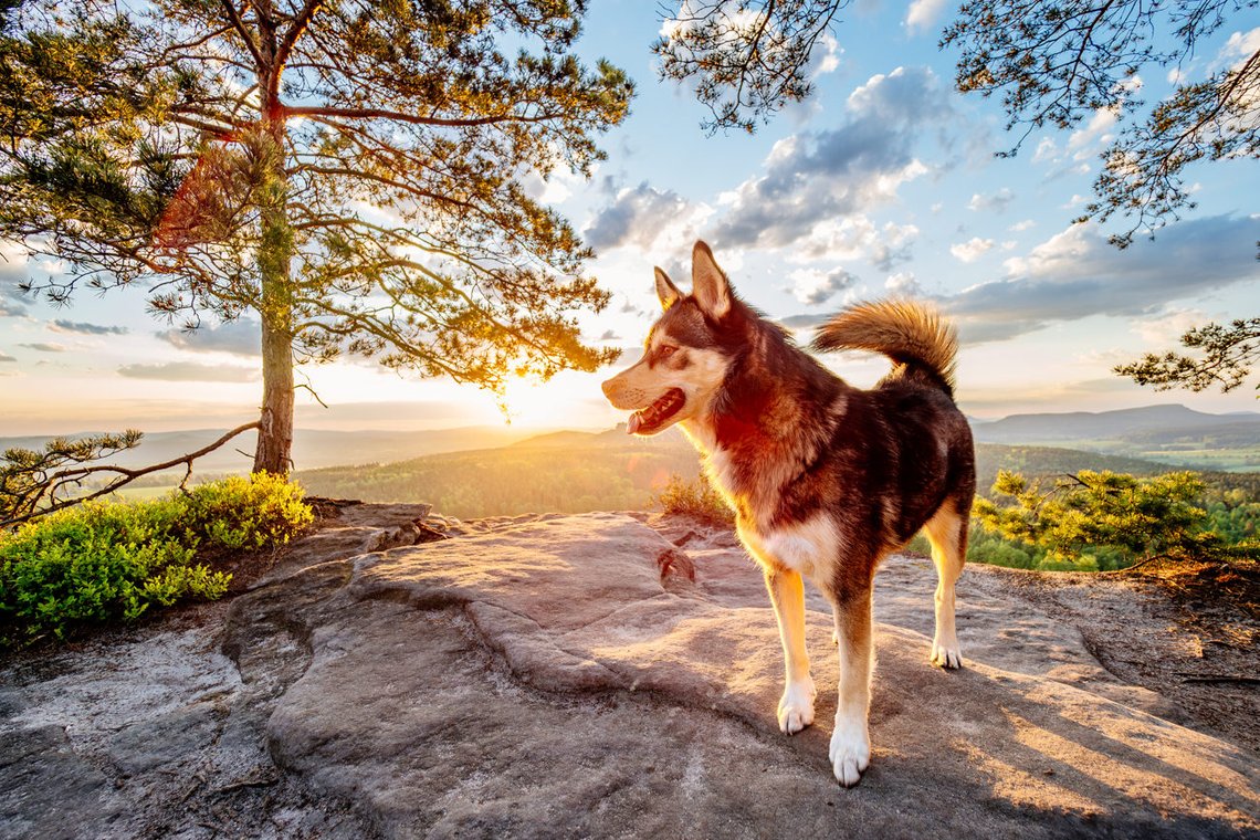 Husky Mischling auf Berg im Morgenlicht