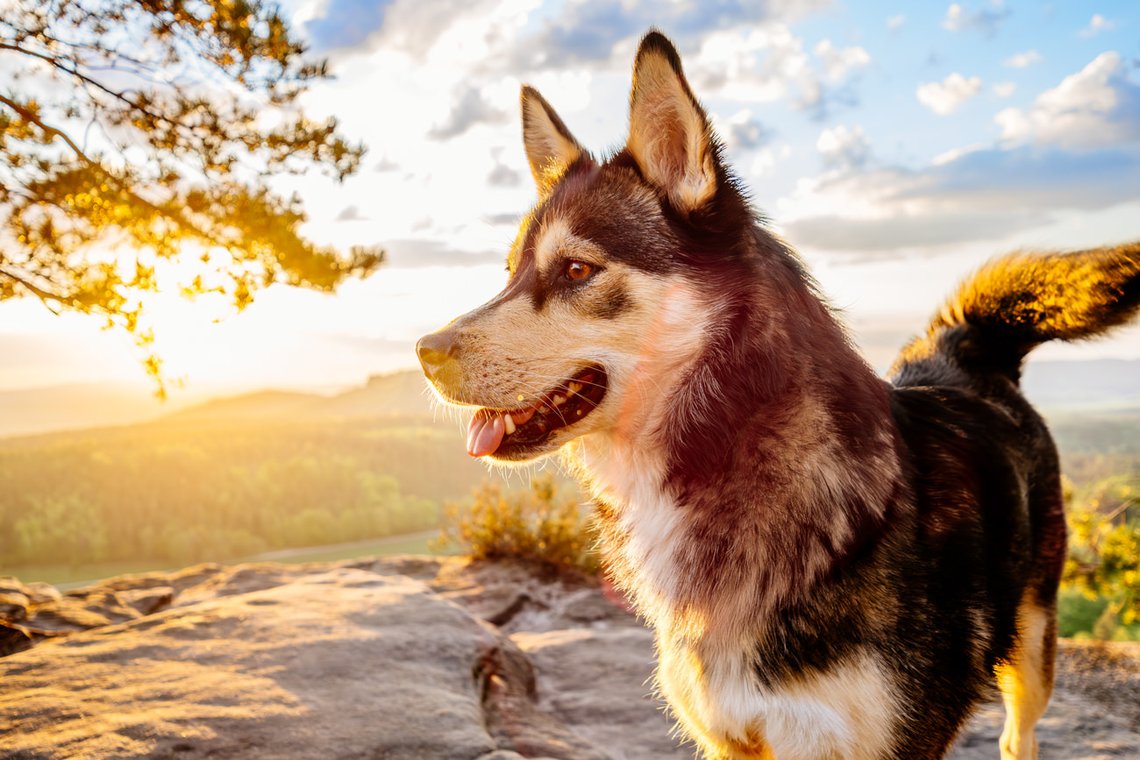 Husky Mischling Porträt im Morgenlicht