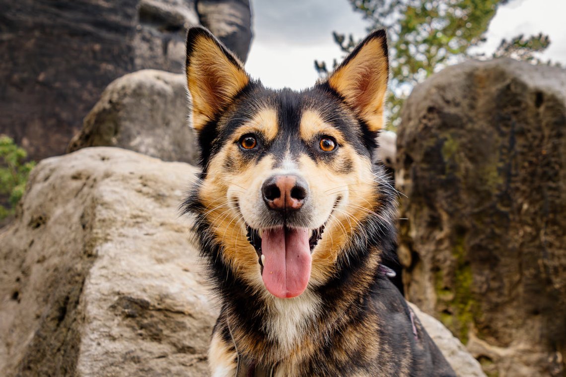 Porträt von Huskymischling