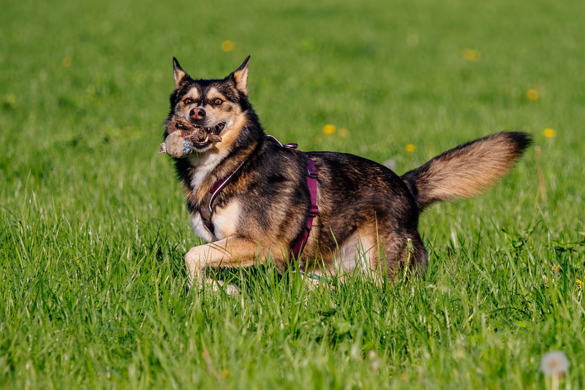 Huskymix rennt über Wiese