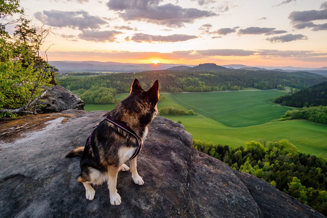 Husky Mischling blickt in die Ferne