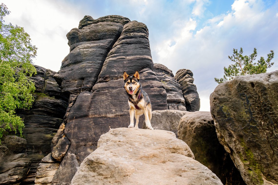 Huskymix in den Felsen des Elbsandsteingebirges