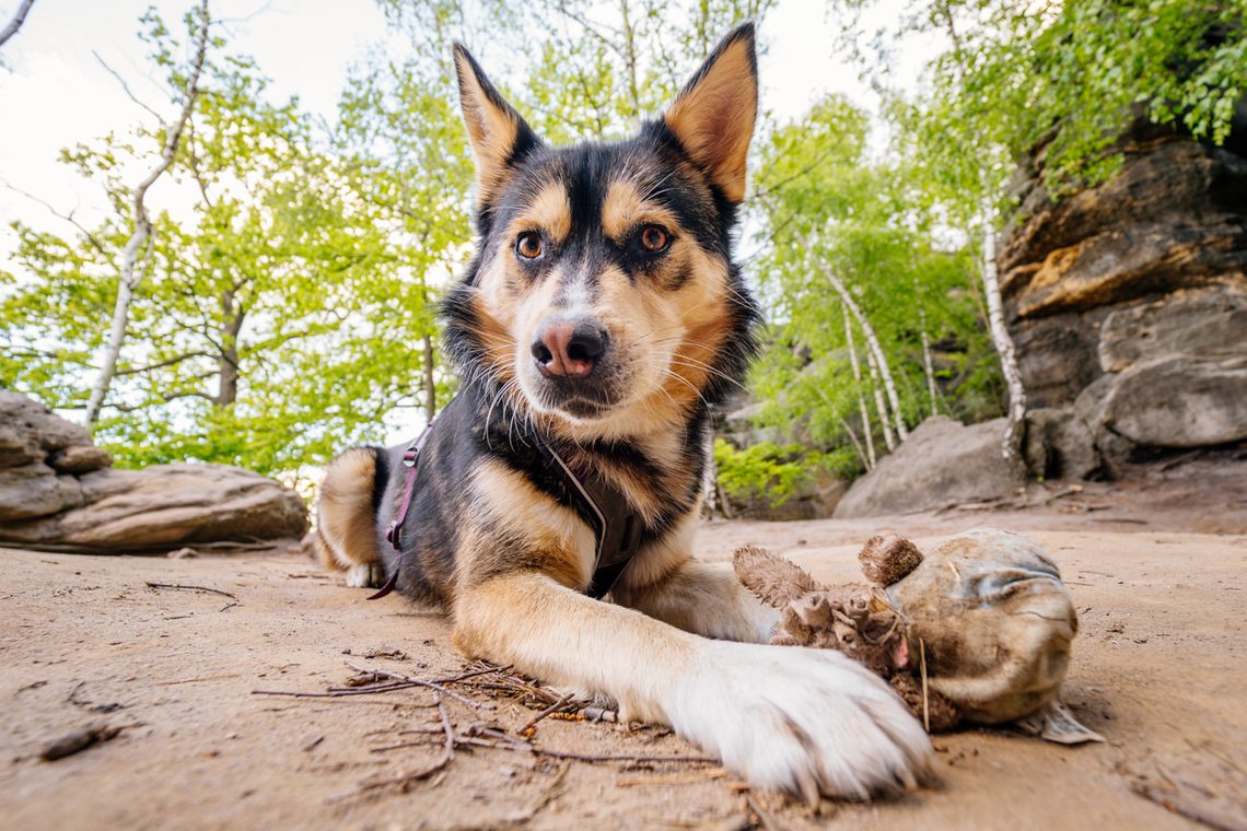 Huskymischling liegt im Spielzeug