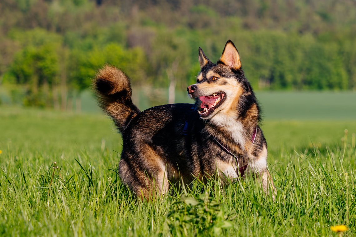 Huskymix rennt über Wiese
