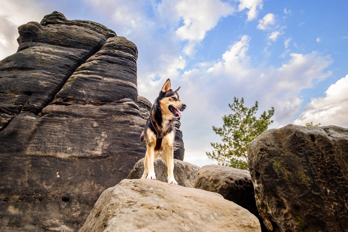Huskymix in den Felsen des Elbsandsteingebirges