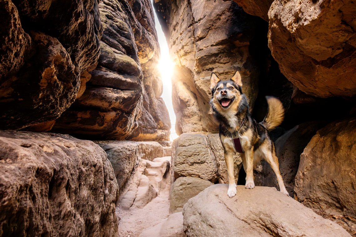 Huskymix in Lichtdurchfluteter Felsspalte