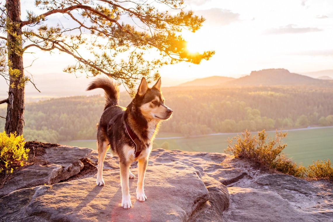 Huskymix im Sonnenaufgang in den Bergen