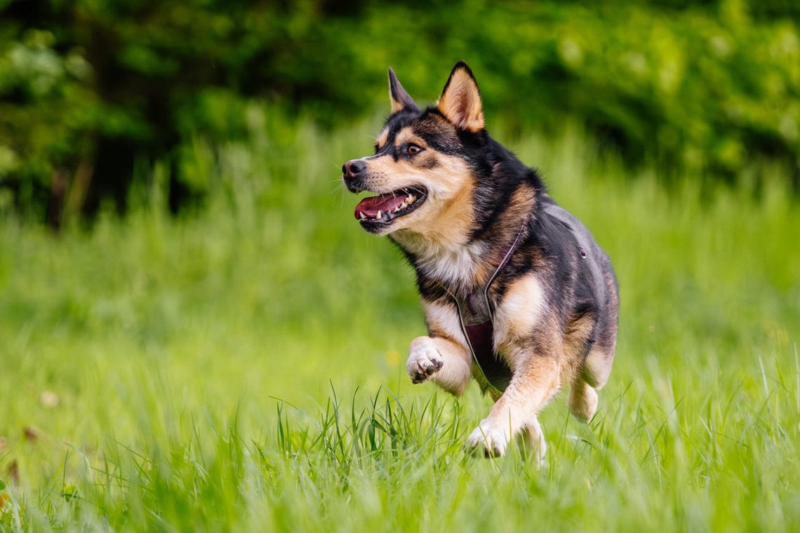 Huskymix rennt über Wiese