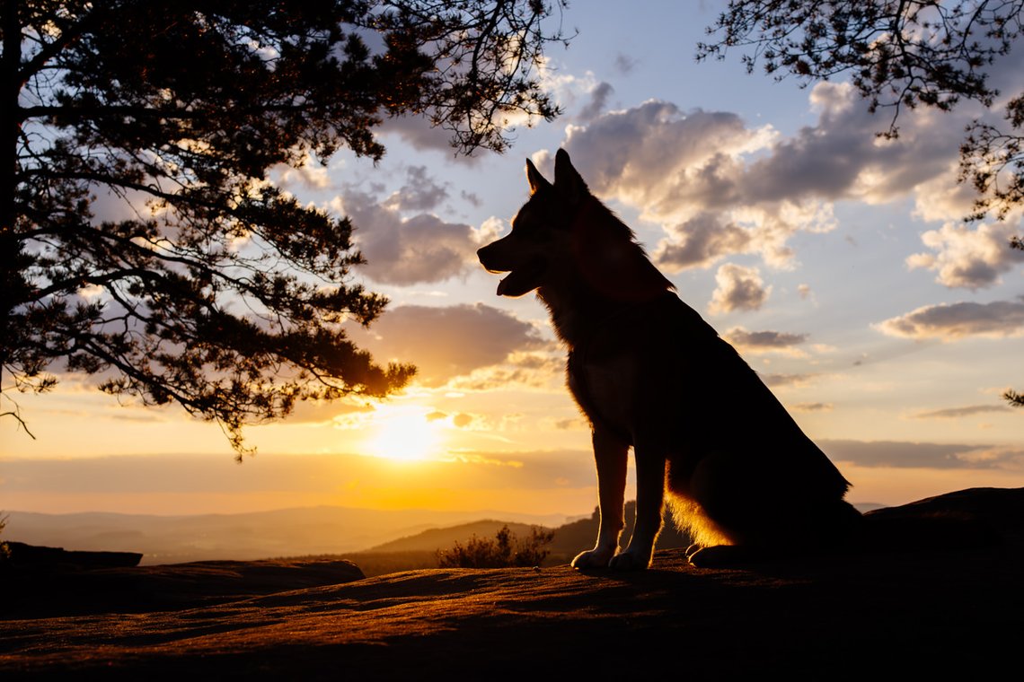 Silhouette von Husky im Sonnenaufgang