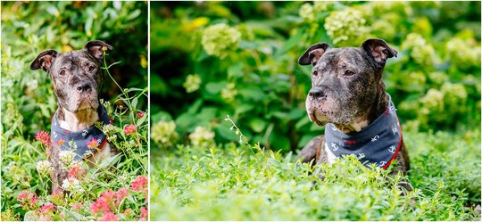 Staffordshire Mix Hundefotoshooting für graue Schnauzen in Sachsen