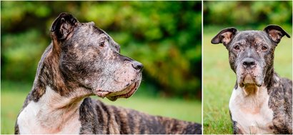Staffordshire Mix Hundefotoshooting für graue Schnauzen in Sachsen