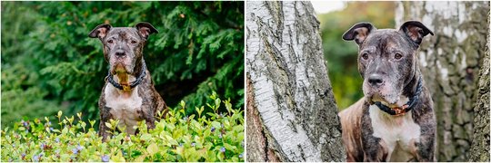 Staffordshire Mix Hundefotoshooting für graue Schnauzen in Sachsen