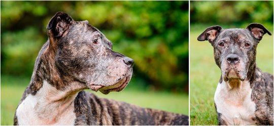 Staffordshire Mix Hundefotoshooting für graue Schnauzen in Sachsen