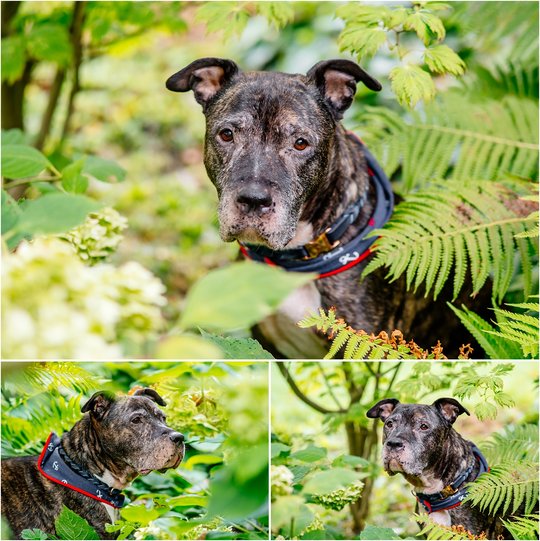 Staffordshire Mix Hundefotoshooting für graue Schnauzen in Dresden