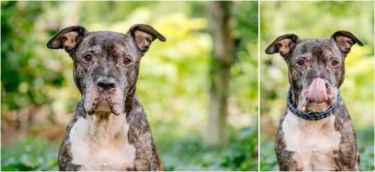 Staffordshire Mix Hundefoto in Dresden Portrait aus Regenbogenshooting