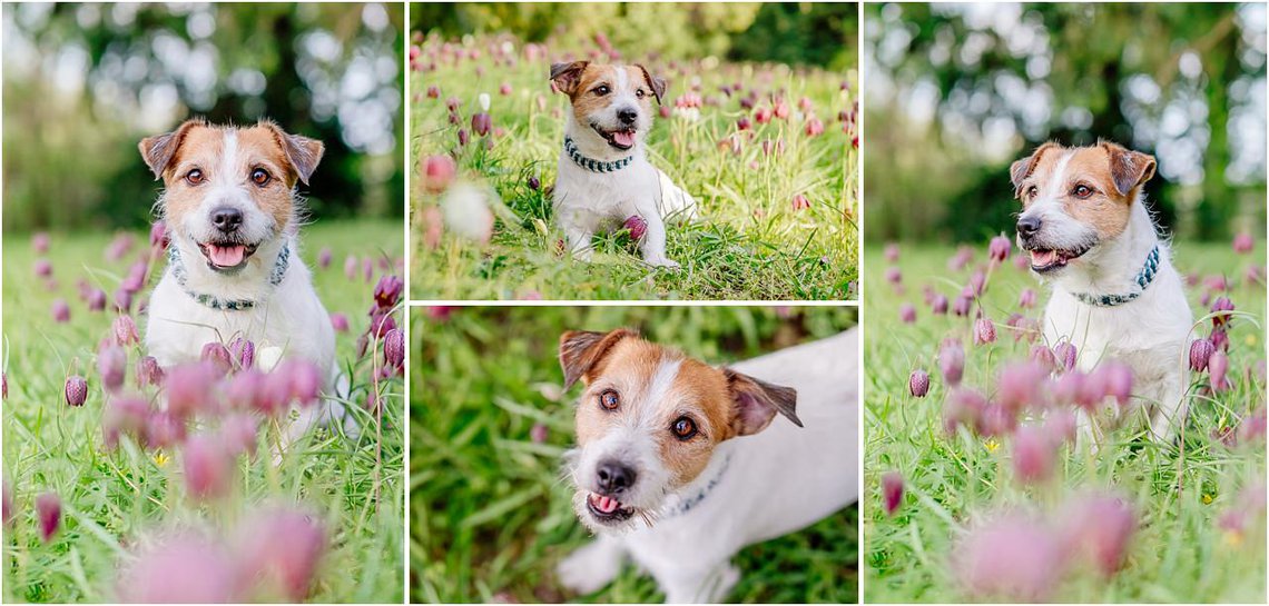 Jack Russel Terrier Hundefotos in Schachbrettblumen in Dresden