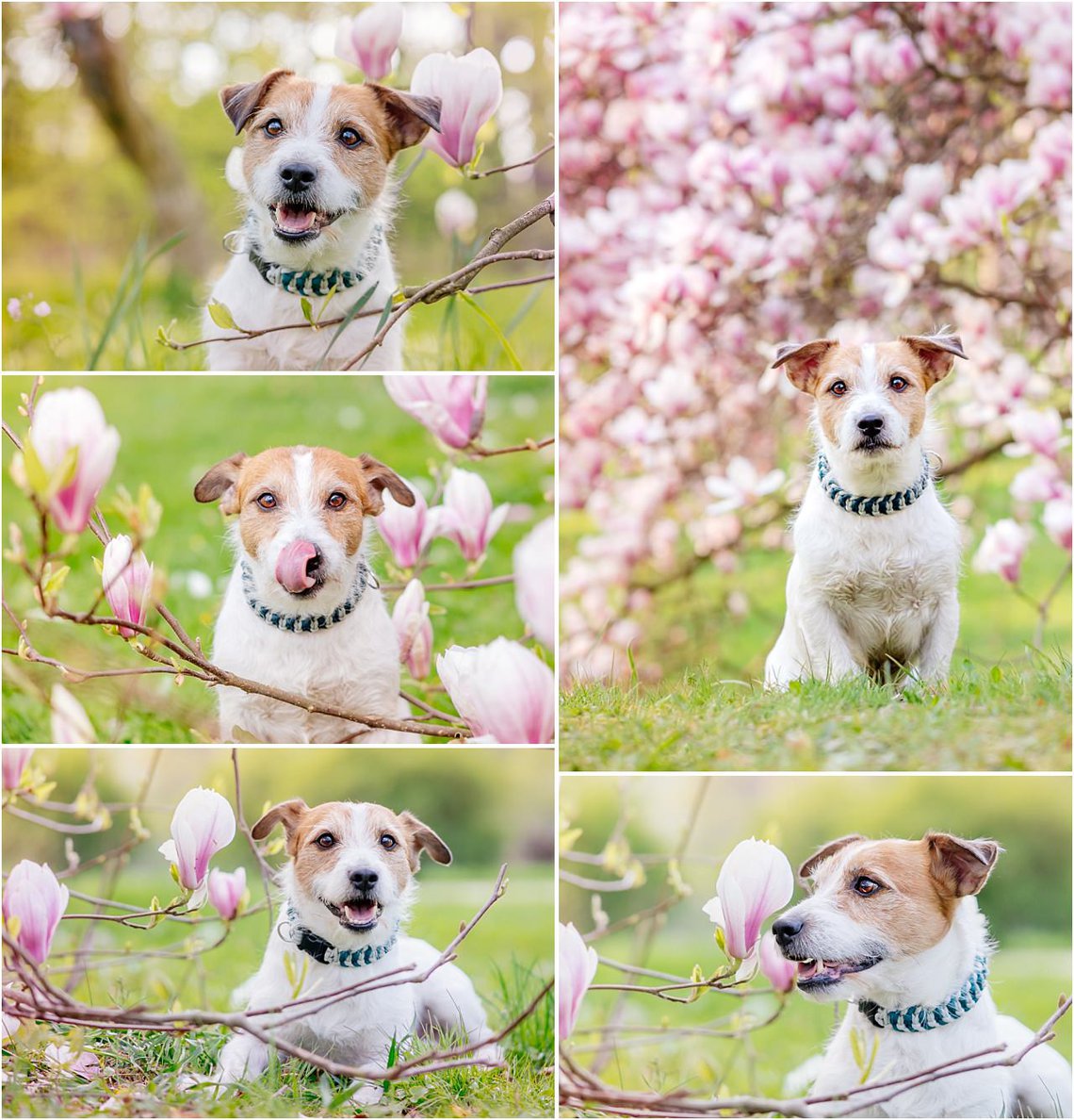 Hundefotos von Jack Russel Terrier mit Magnolien in Dresden