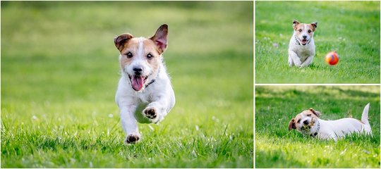 Jack Russel Terrier Hundefotos beim spielen