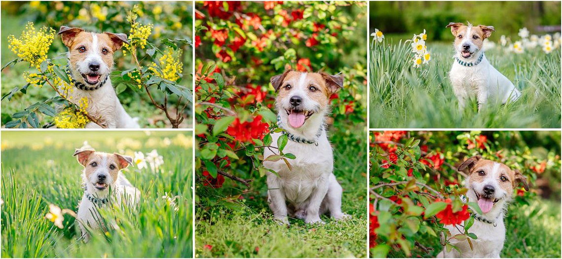 Hundefotos von Jack Russel Terrier im Frühling in Dresden