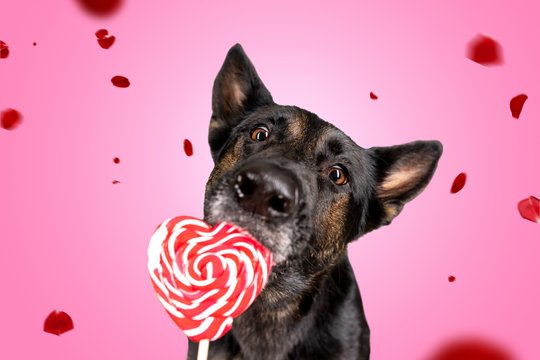 Deutscher Schäferhund schleckt an einem Herzlolli während Rosenblätter hinab fallen