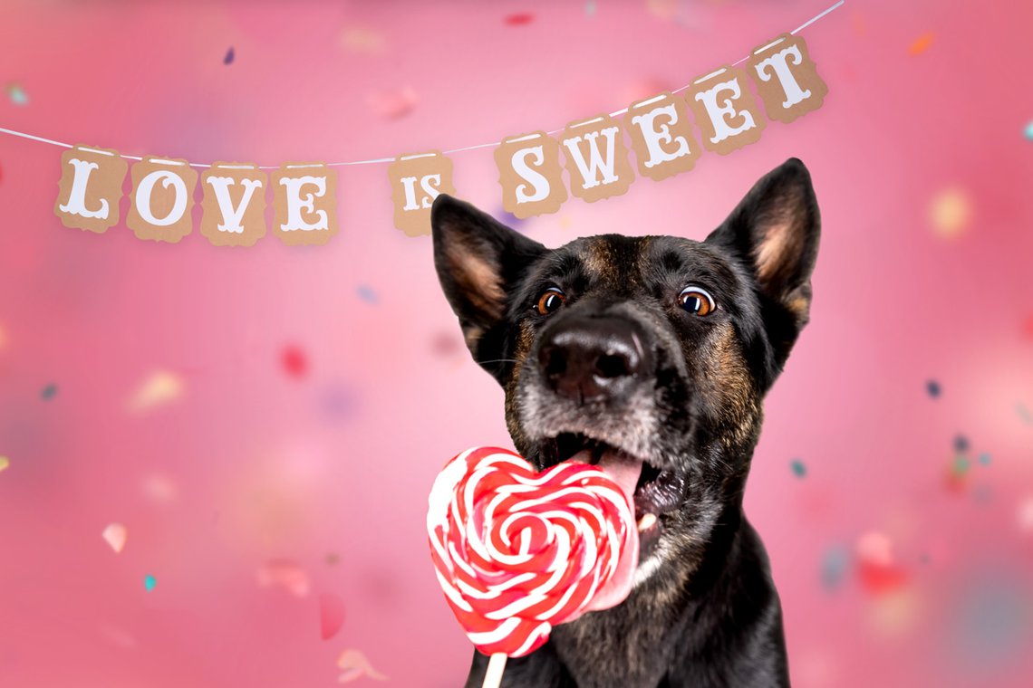 Deutscher Schäferhund schleckt an einem Herz-Lolli Konfetti fällt hinab dahinter steht Love is Sweet
