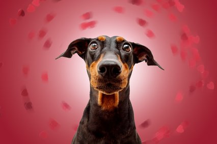 Deutscher Pinscher Valentinstagfoto mit Rosenblättern