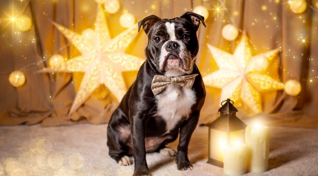 Weihnachtliche Hundefotos im Fotostudio Dresden-012.jpg